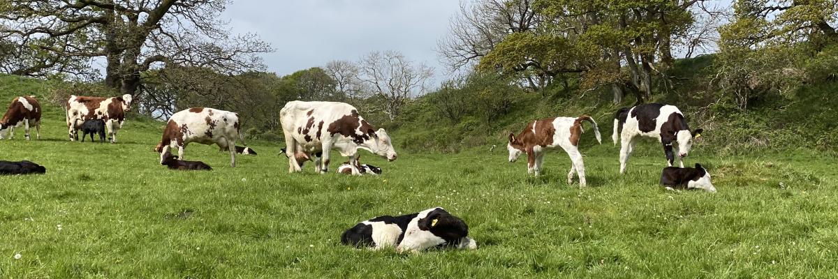 Dairy cows and calves on pasture at The Ethical Dairy