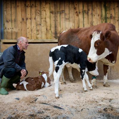 David Finlay with dairy cow and calves at The Ethical Dairy