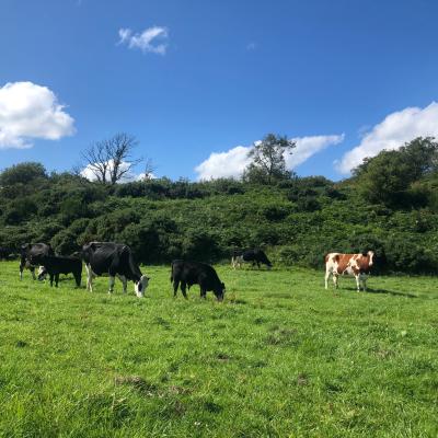 Dairy cows and calves at The Ethical Dairy 