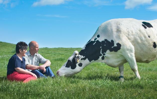 Wilm and David Finlay with dairy cow