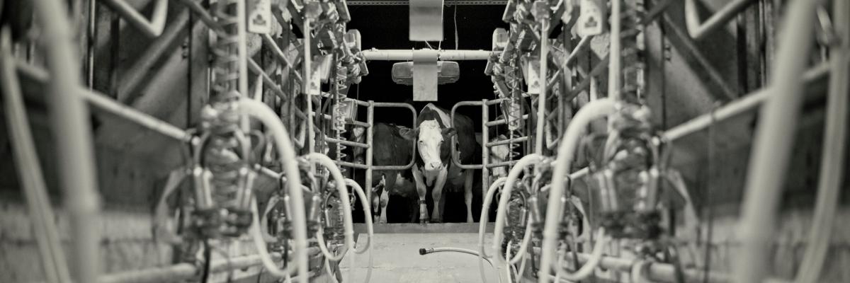Milking parlour at The Ethical Dairy
