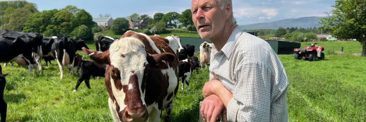 David Finlay with the cows and calves 