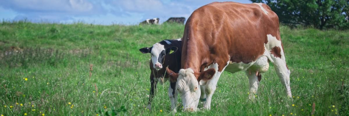 A dairy cow with its calf grazing pasture 