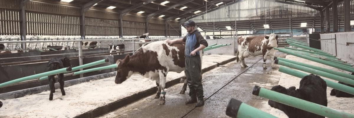 Interior of Rainton Farm's dairy shed