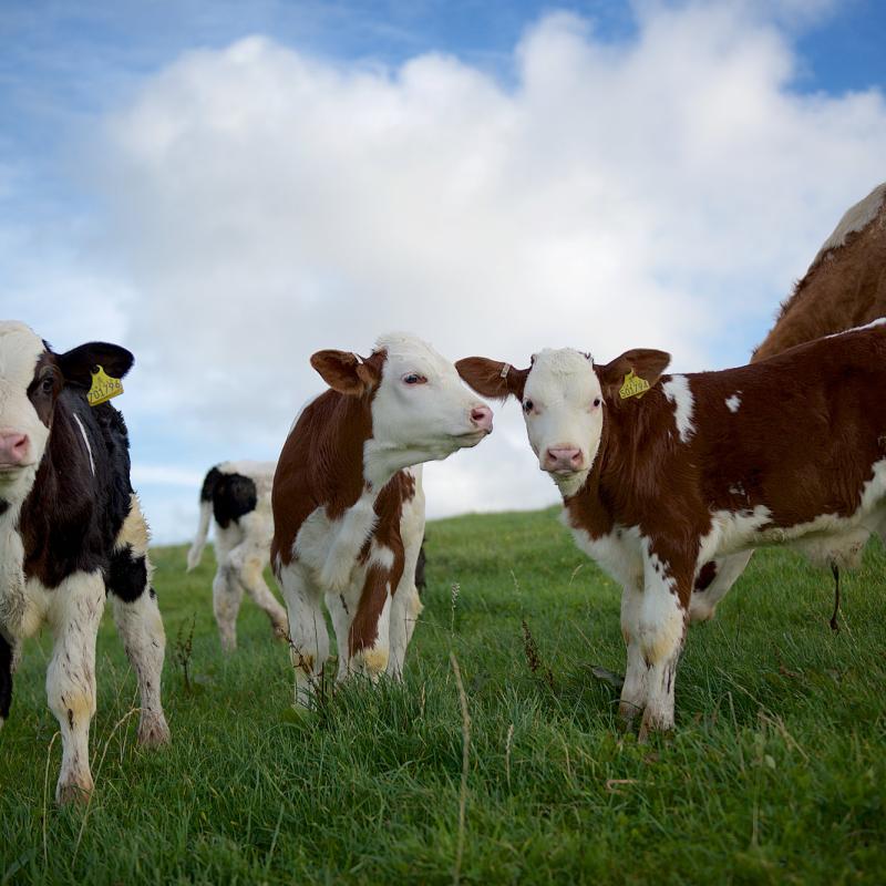 The Ethical Dairy