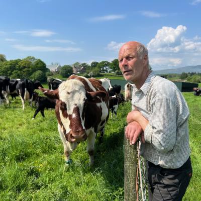 David Finlay with the cows and calves 