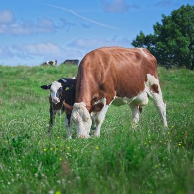 A dairy cow with its calf grazing pasture 