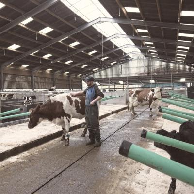 Interior of Rainton Farm's dairy shed