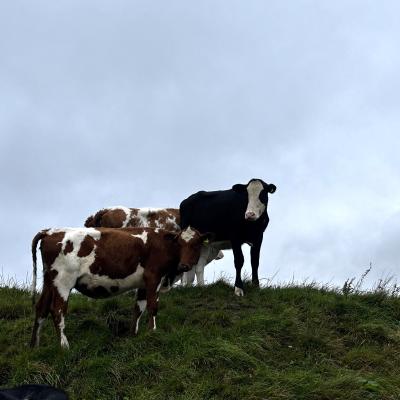 Dairy cows at The Ethical Dairy